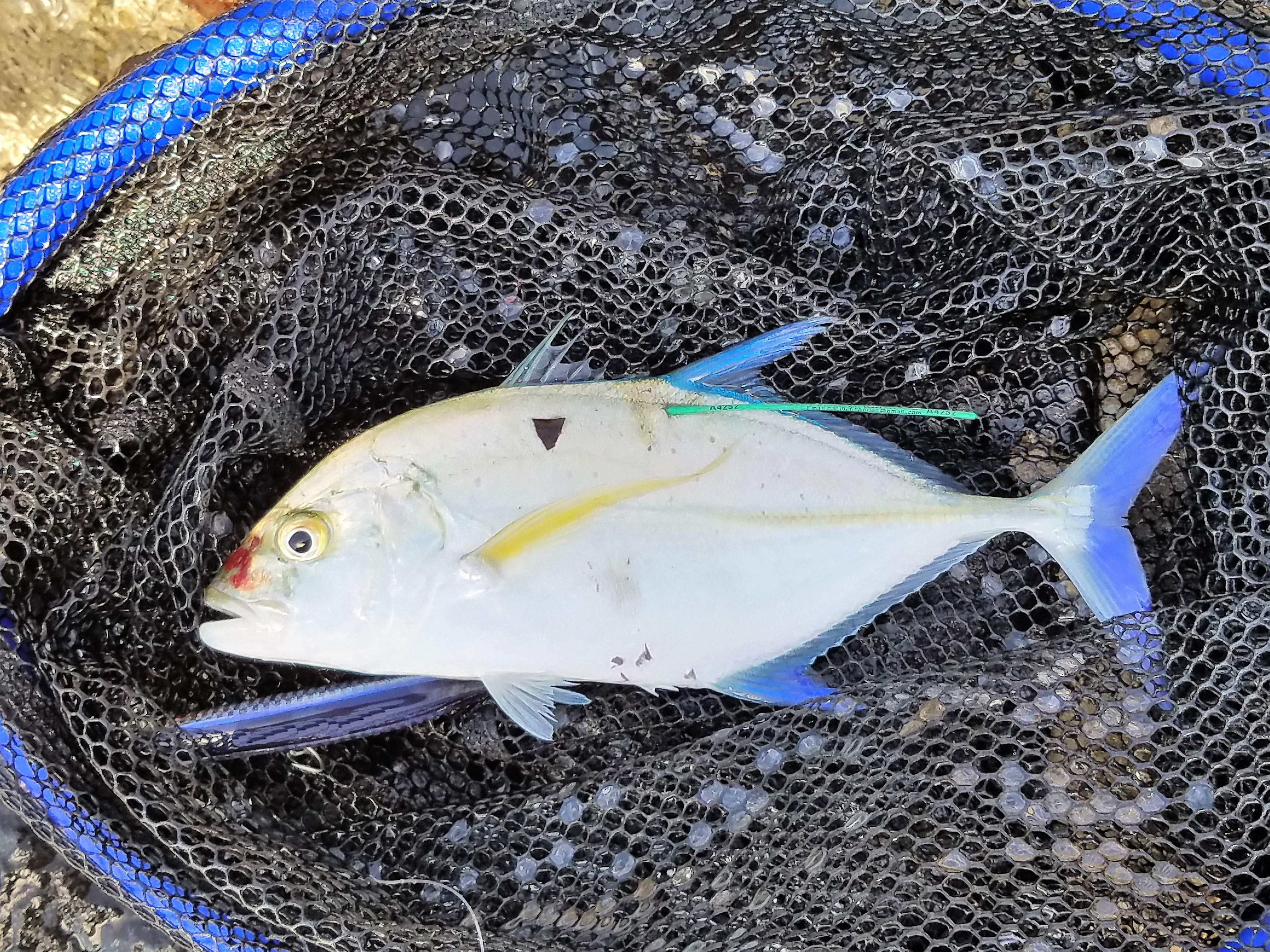 Are the Winter Doldrums over? - Hawaii Nearshore Fishing