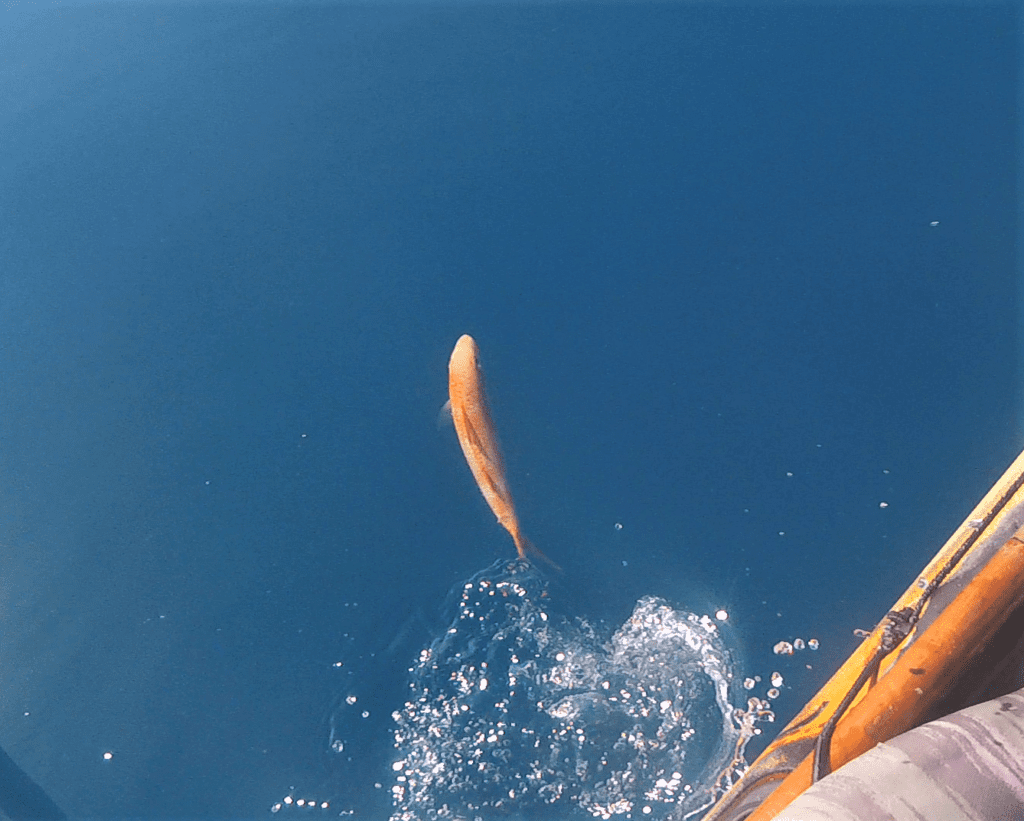 Weke Nono Release Hawaii Nearshore Fishing