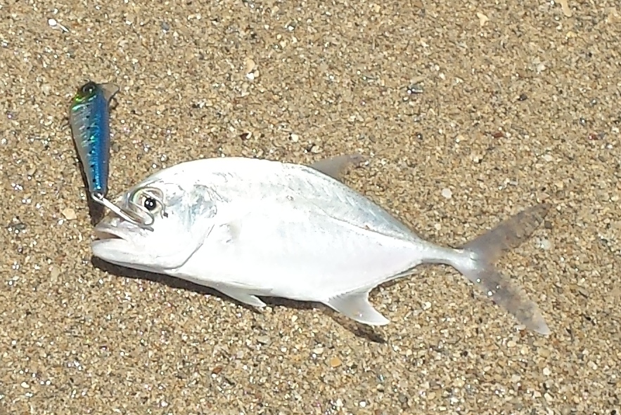 white papio Archives - Hawaii Nearshore Fishing