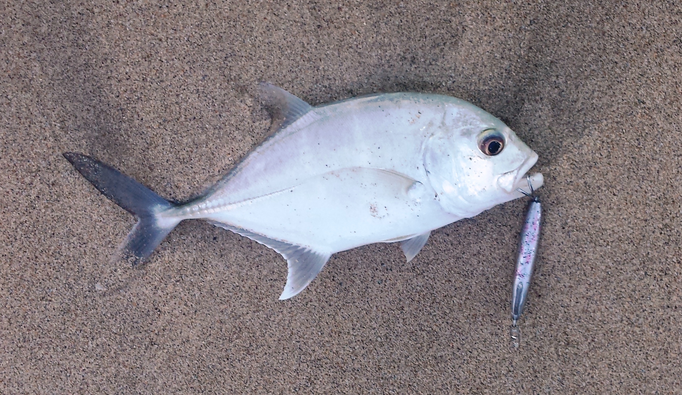 white papio Archives - Hawaii Nearshore Fishing