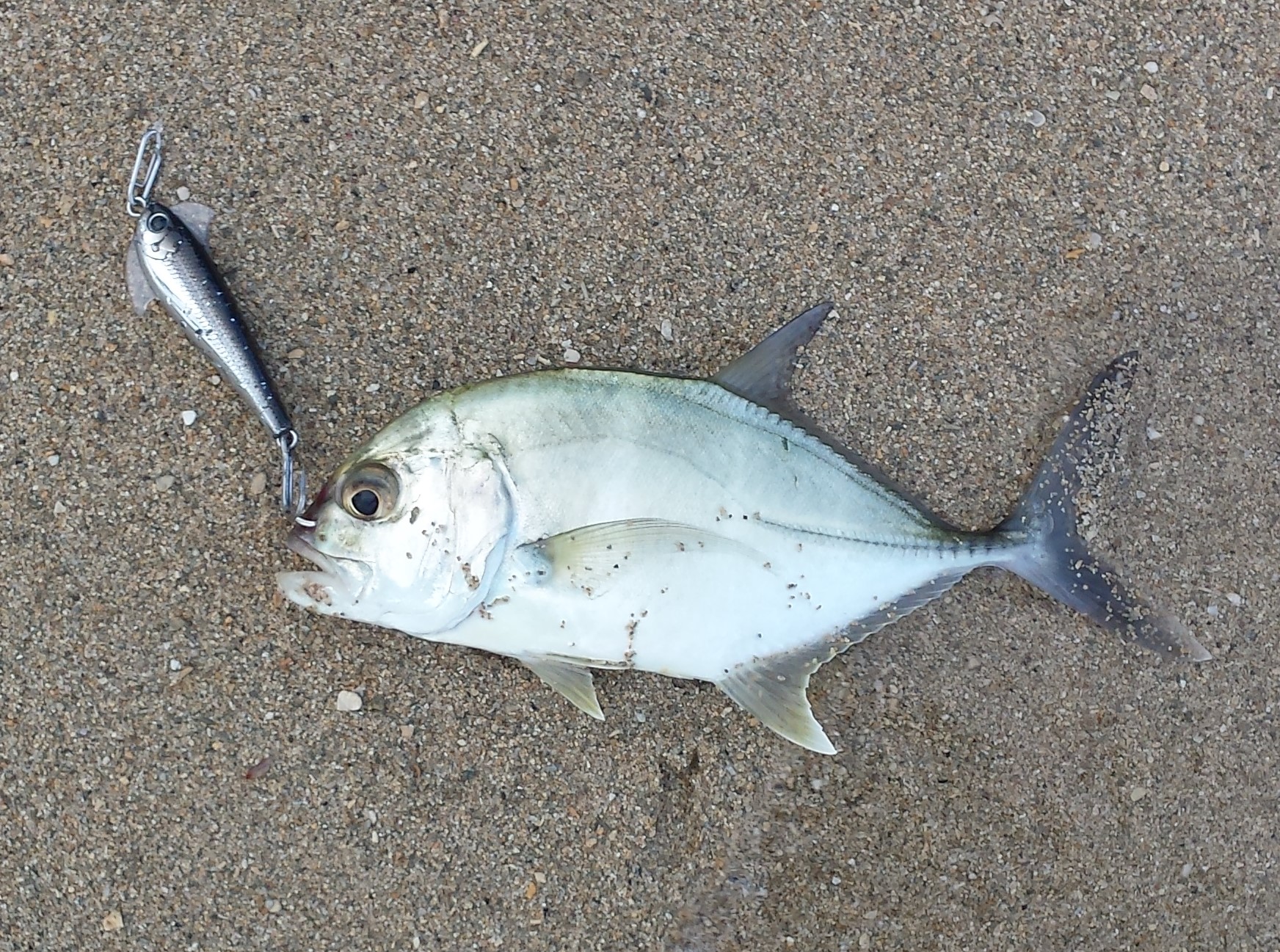 waxwing Archives - Hawaii Nearshore Fishing