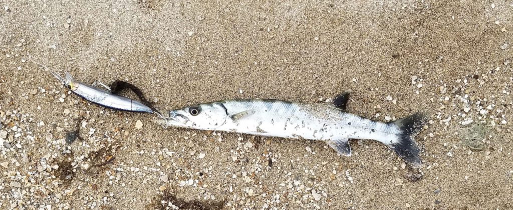 small kaku with jdm lure on sand - Hawaii Nearshore Fishing