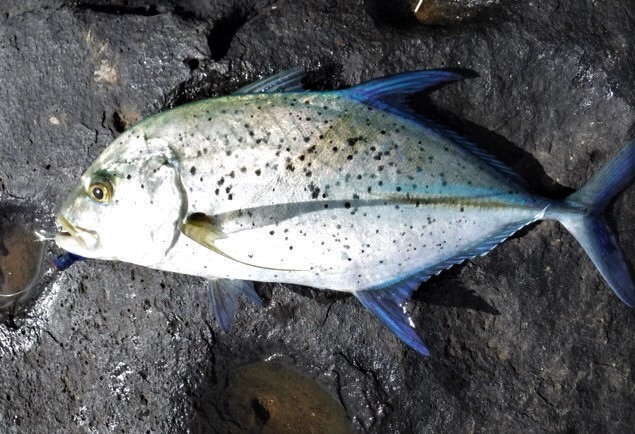 Holoholo: The Oama And Papio Season Has Started! - Hawaii Nearshore Fishing