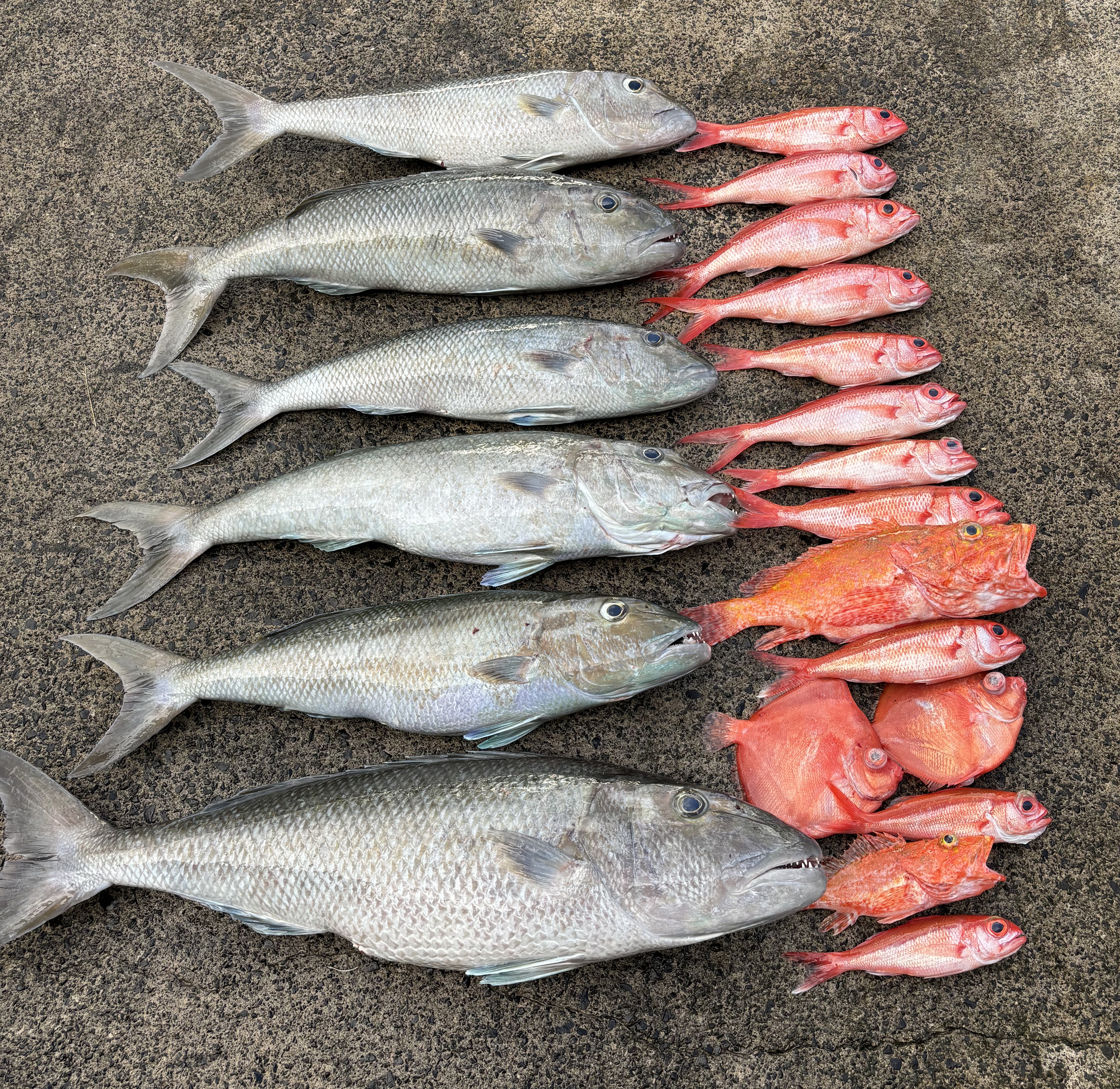 Utik Fish uku-and-red-fish